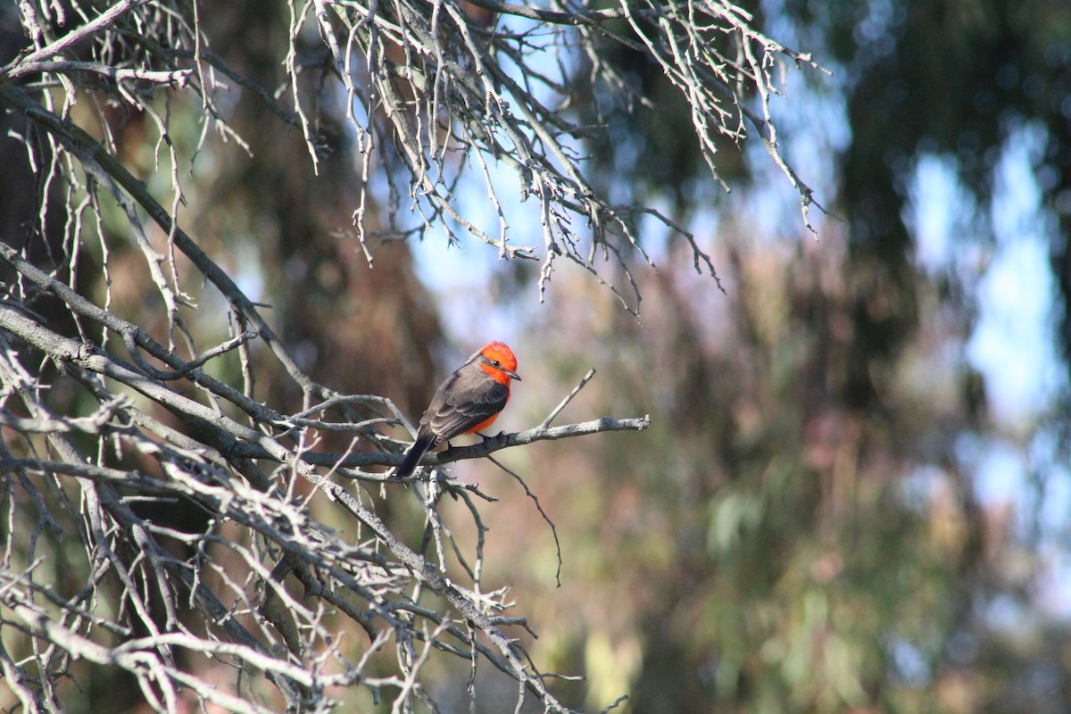 Vermilion Flycatcher - ML646193004