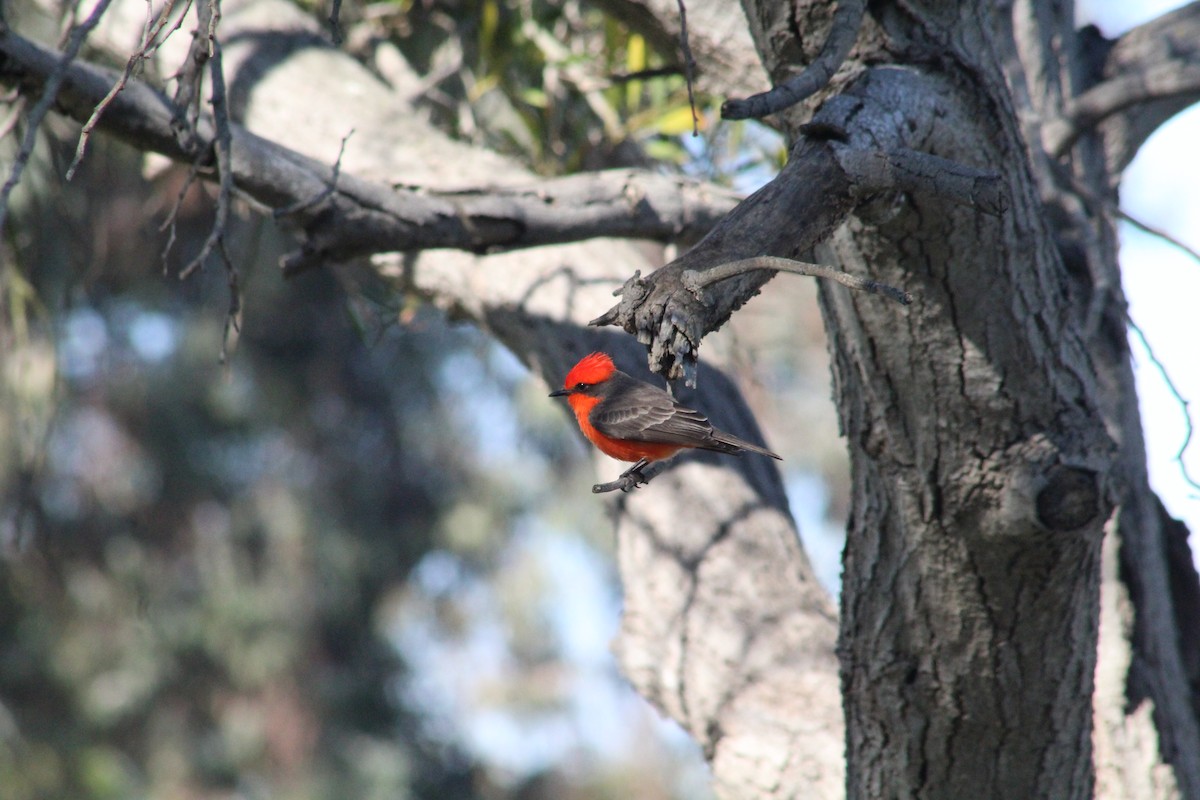 Vermilion Flycatcher - ML646193006