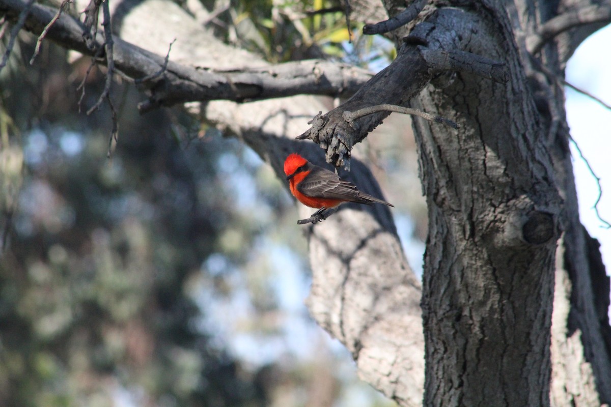 Vermilion Flycatcher - ML646193008