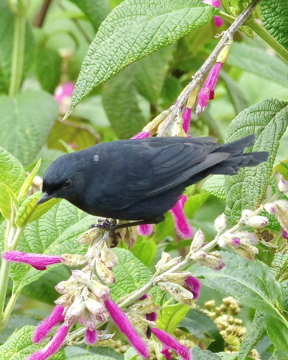 Black Flowerpiercer - ML646193012