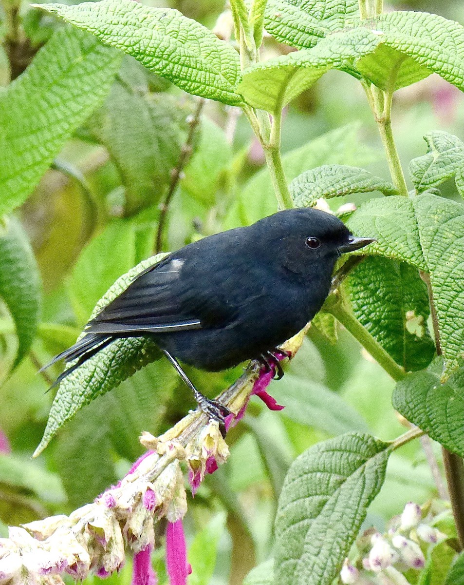 Black Flowerpiercer - ML646193013