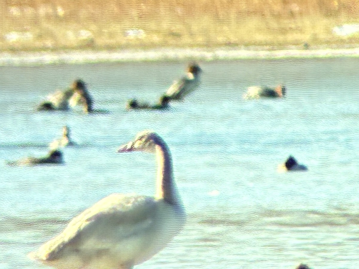 Tundra Swan - ML646193014