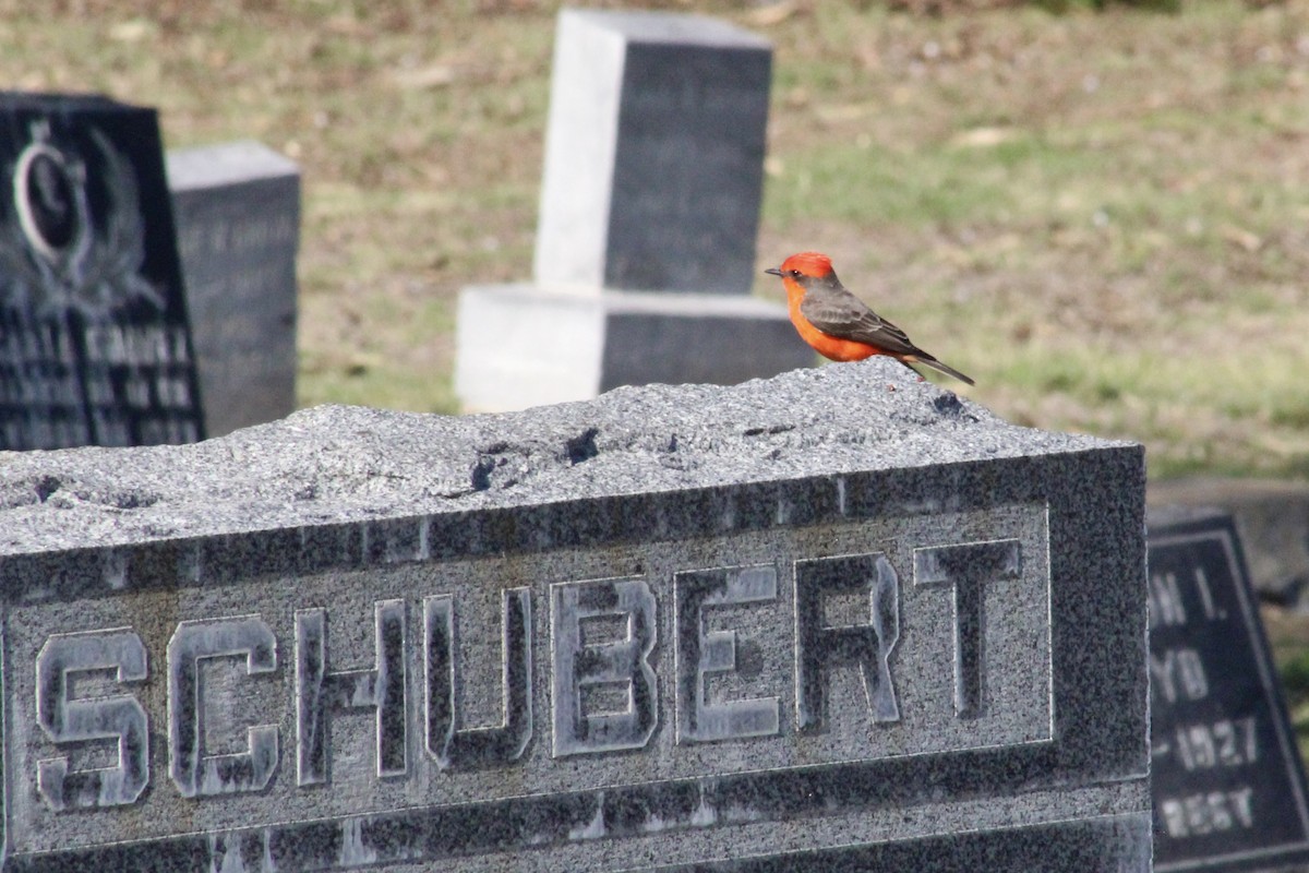 Vermilion Flycatcher - ML646193021