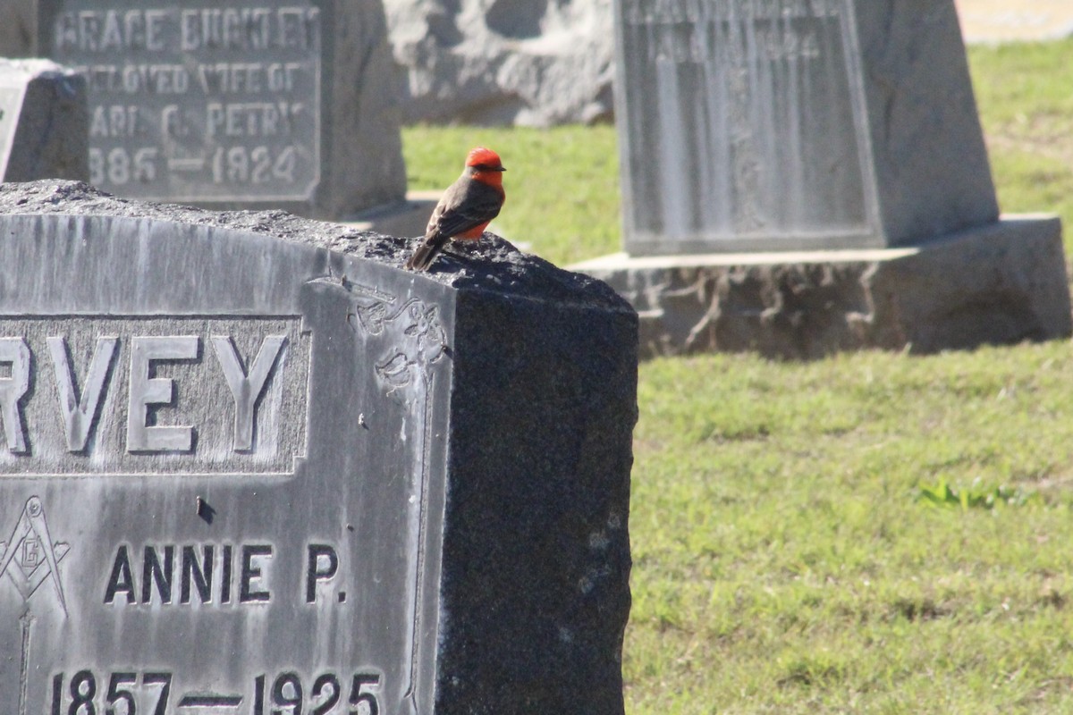 Vermilion Flycatcher - ML646193024