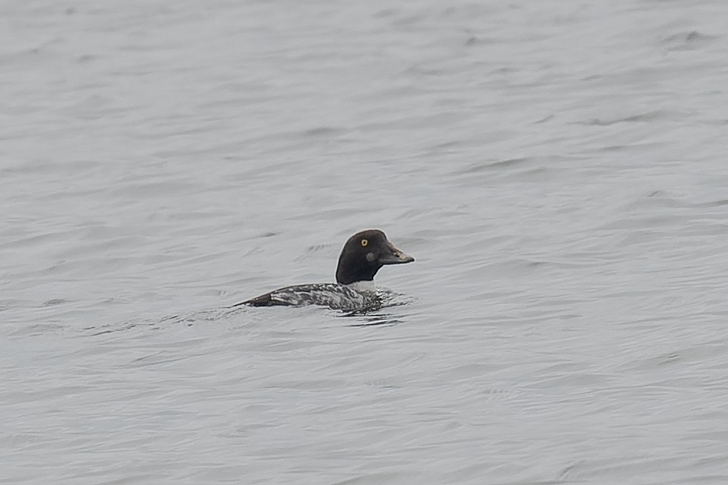 Common Goldeneye - ML646193025