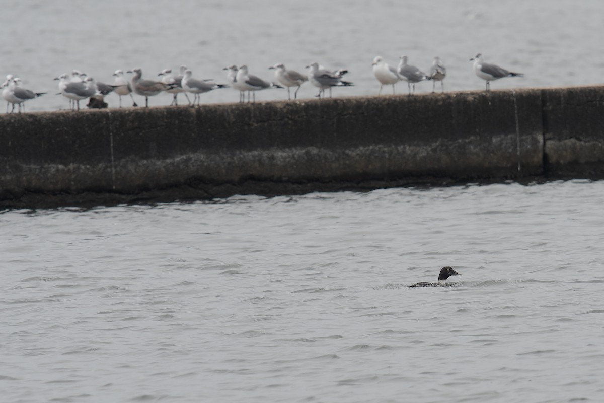 Common Goldeneye - ML646193026