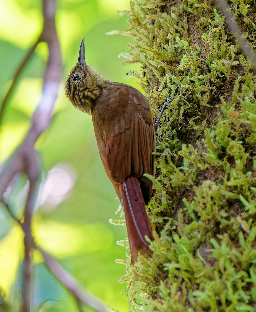Piping Long-tailed Woodcreeper - ML646193027