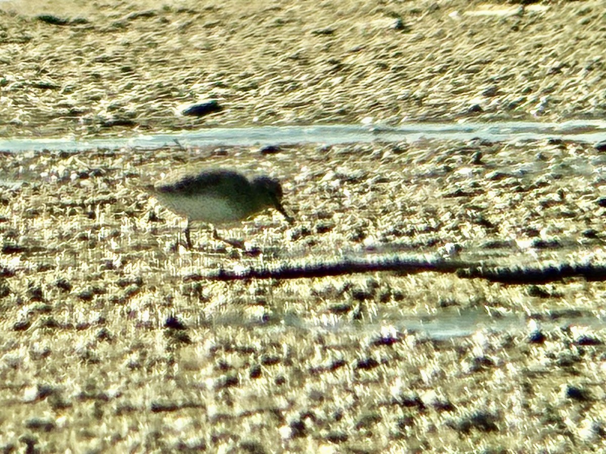 Least Sandpiper - ML646193028