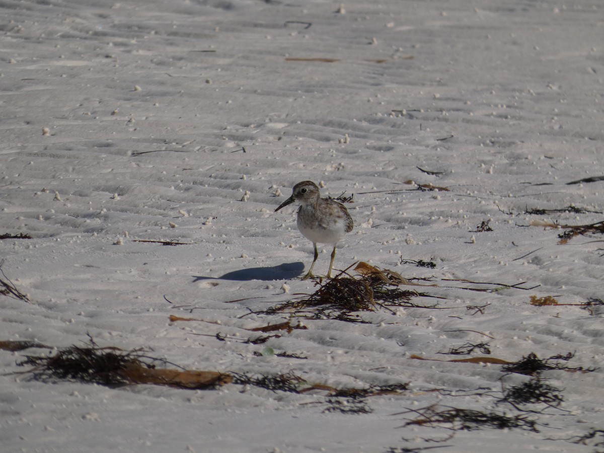 Least Sandpiper - ML646193029
