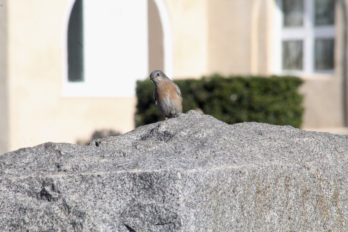 Western Bluebird - ML646193031