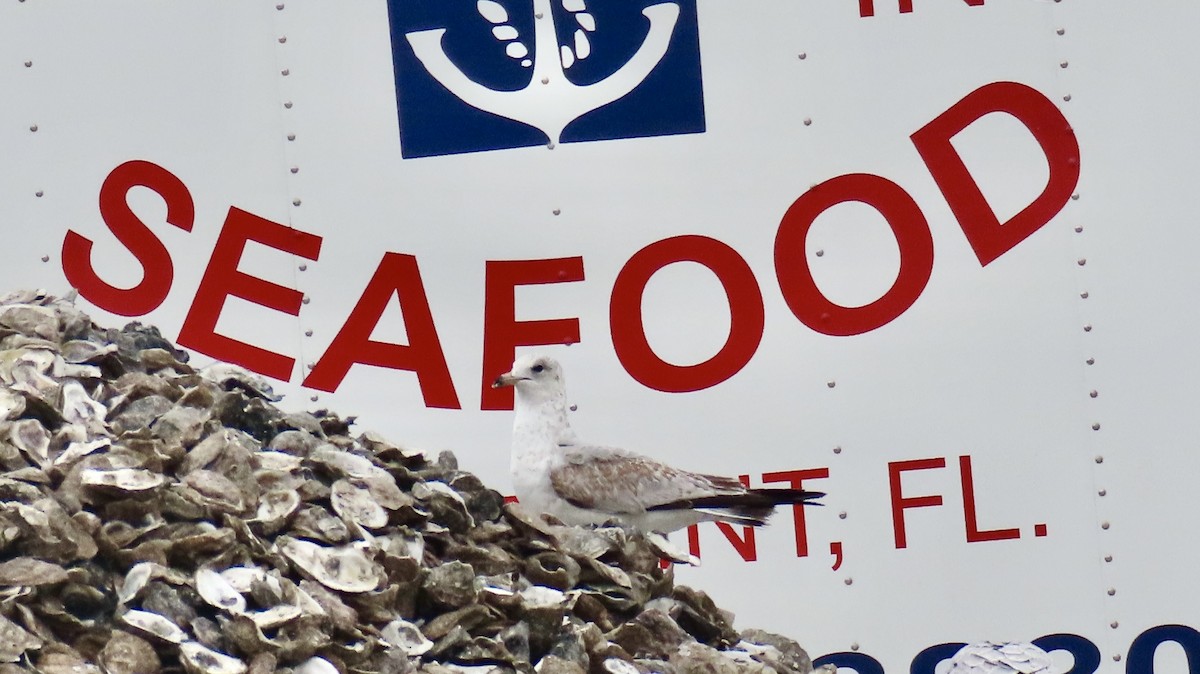 Ring-billed Gull - ML646193032