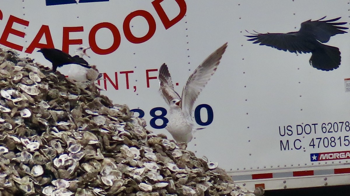 Ring-billed Gull - ML646193033