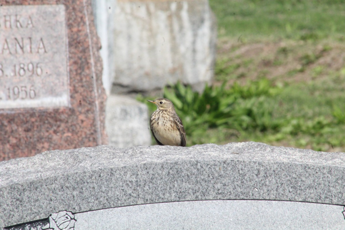 American Pipit - ML646193041