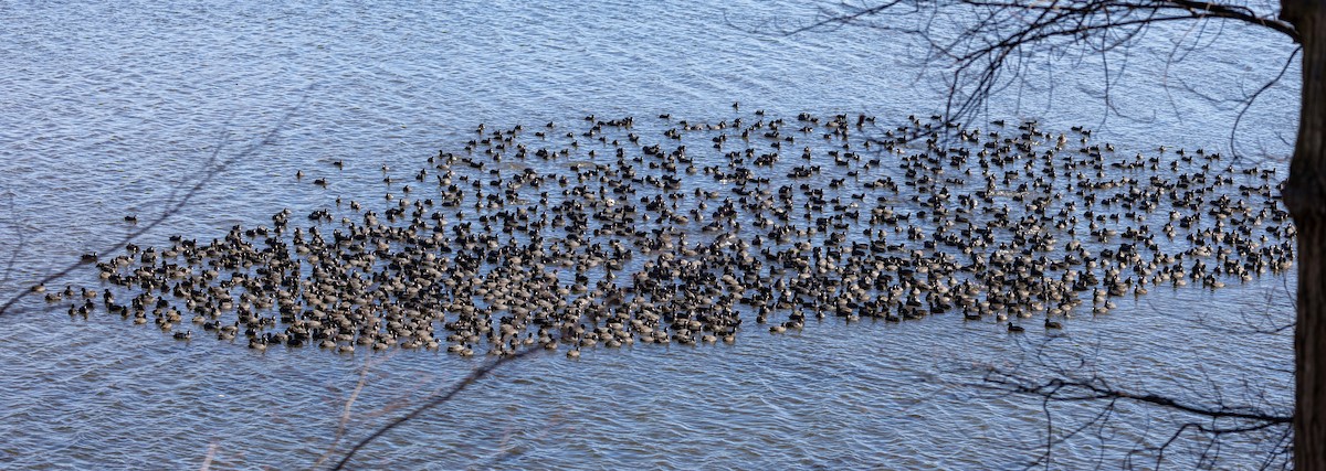 American Coot - ML646193042