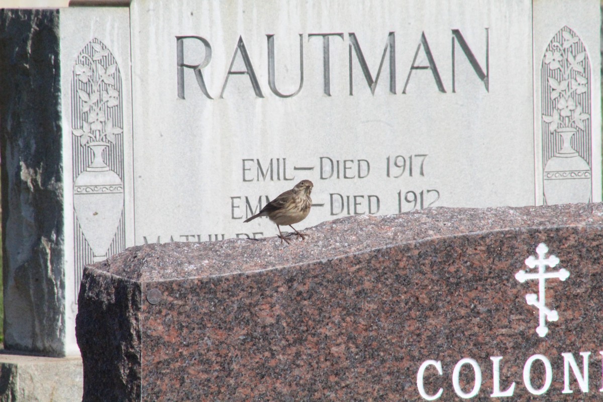 American Pipit - ML646193047