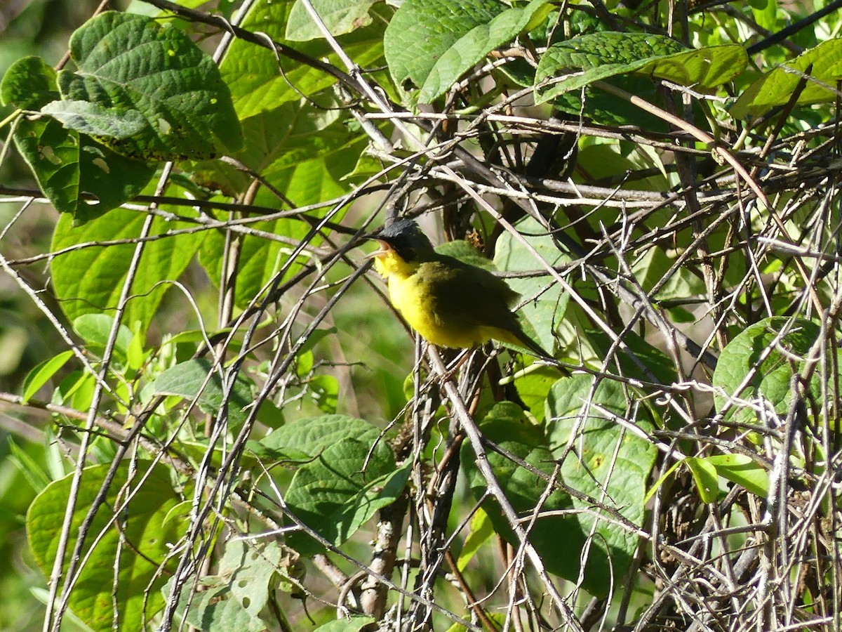 Southern Yellowthroat - ML646193053