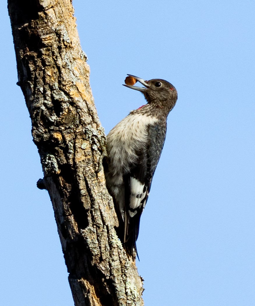 Red-headed Woodpecker - ML646193054