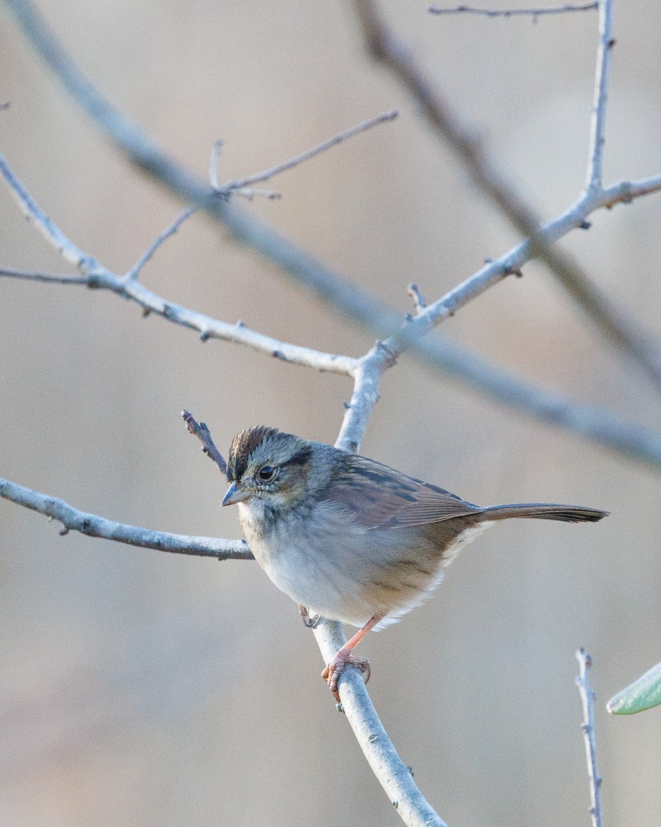 Swamp Sparrow - ML646193055