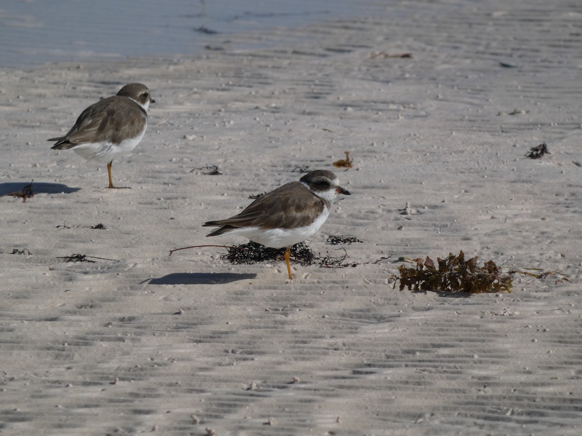 Semipalmated Plover - ML646193056