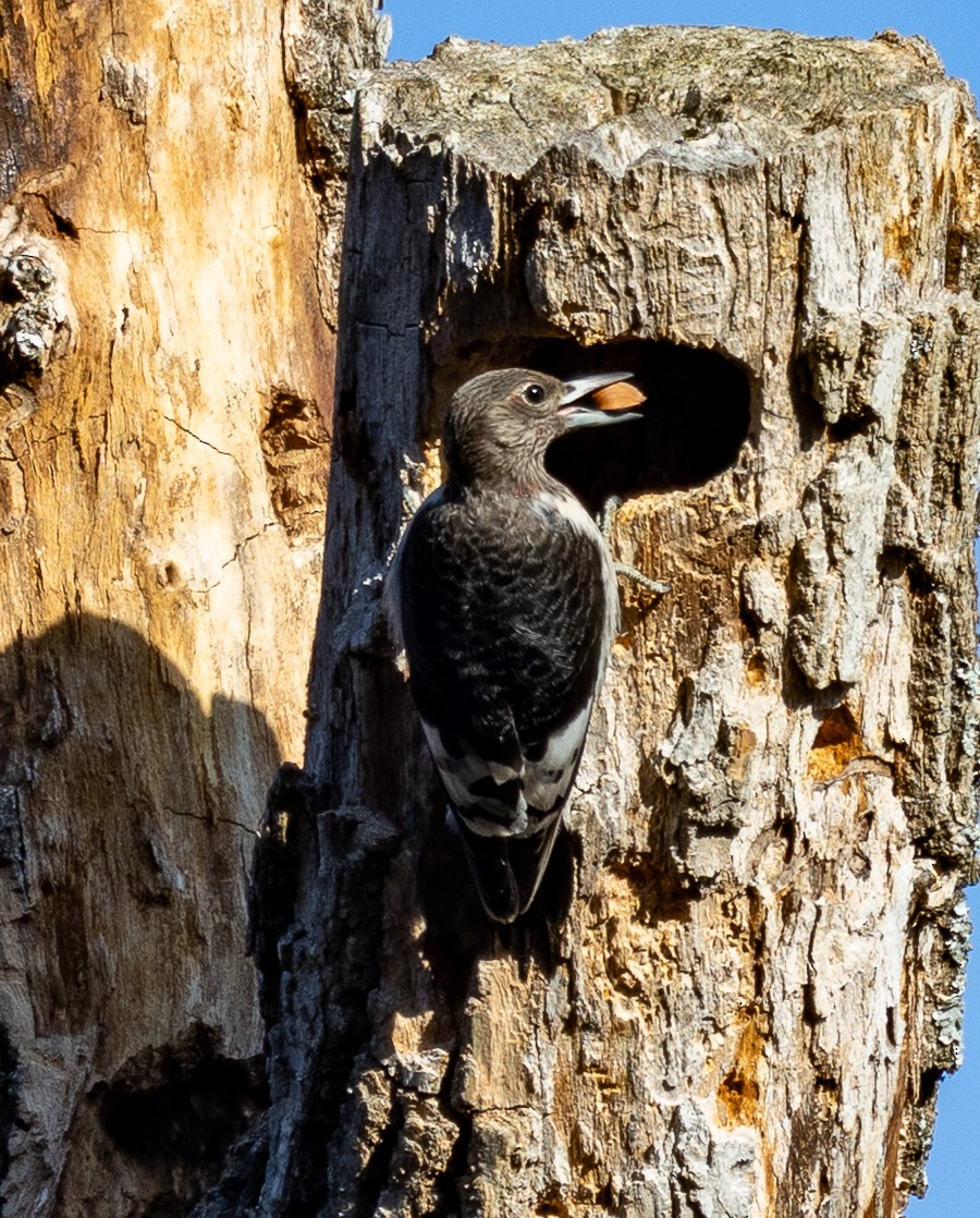 Red-headed Woodpecker - ML646193061
