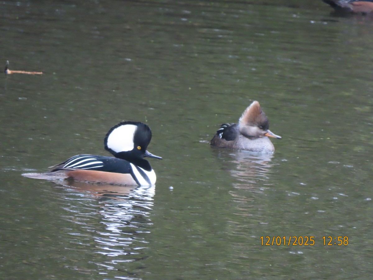 Smergo dal cappuccio - ML646193063