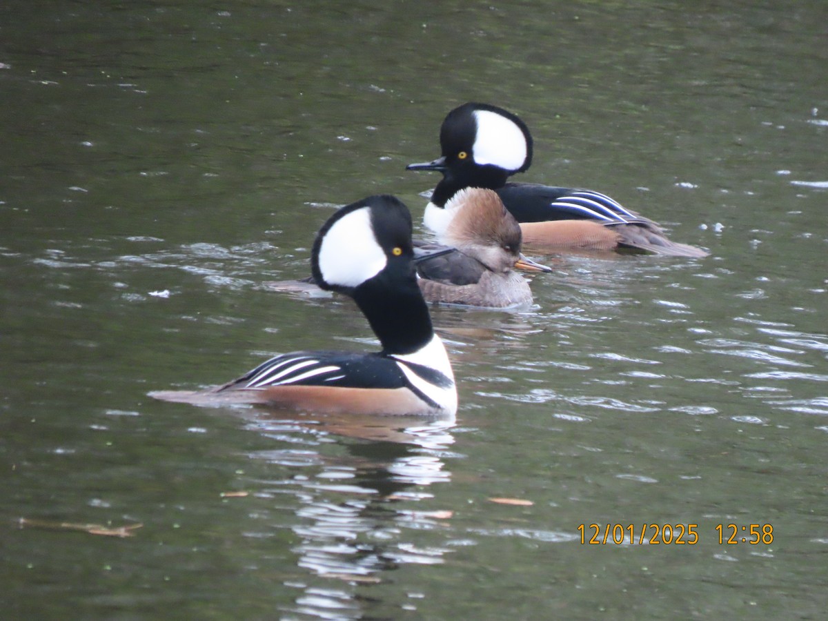 Smergo dal cappuccio - ML646193064