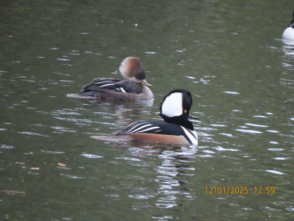 Smergo dal cappuccio - ML646193065