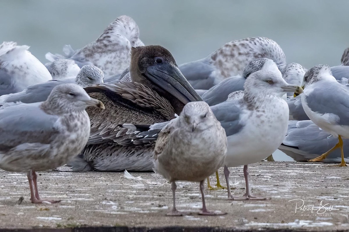 Brown Pelican - ML646193070