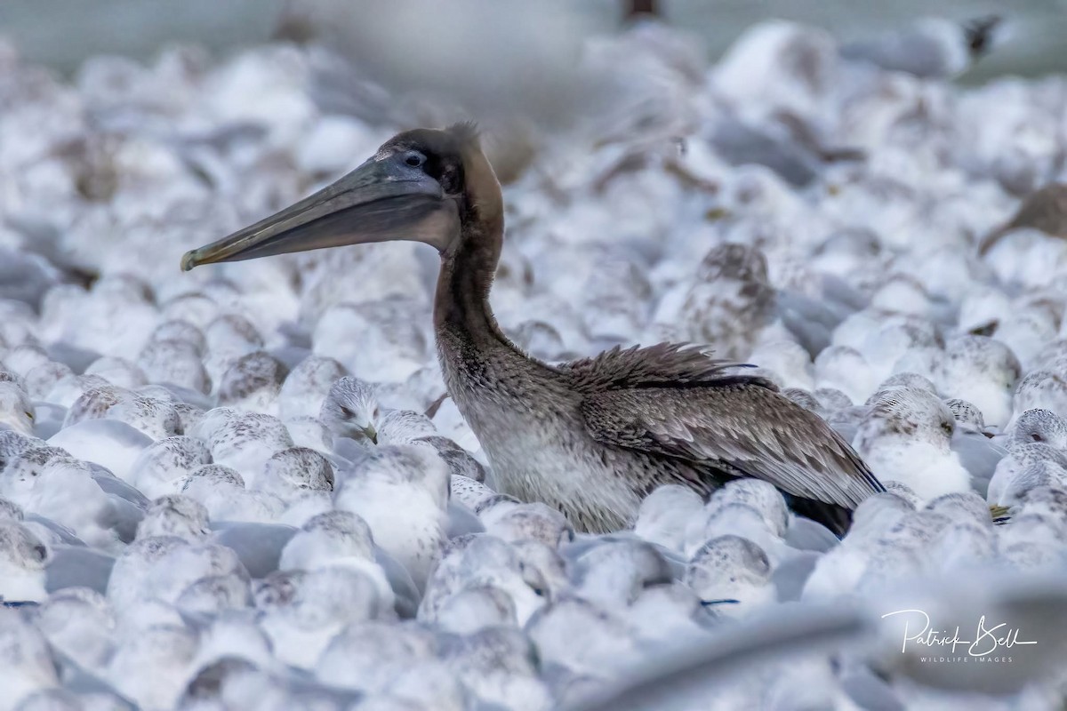 Brown Pelican - ML646193071
