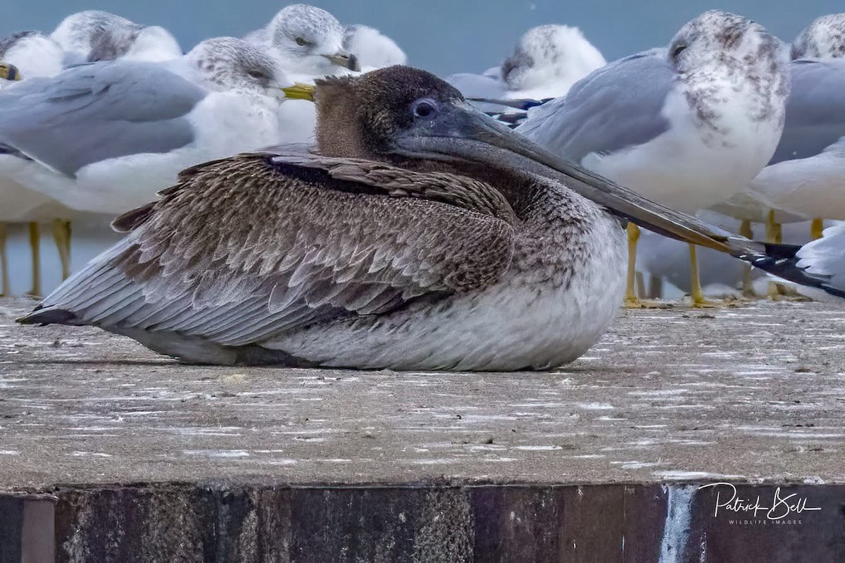 Brown Pelican - ML646193072