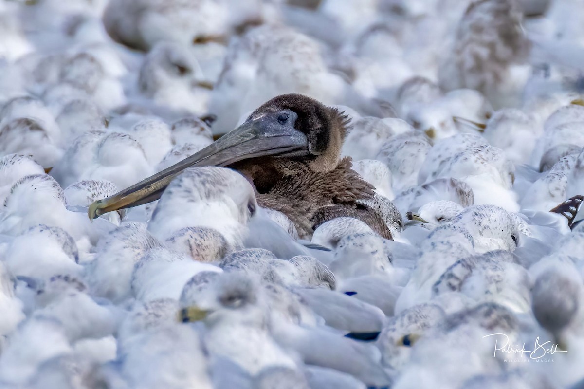 Brown Pelican - ML646193073