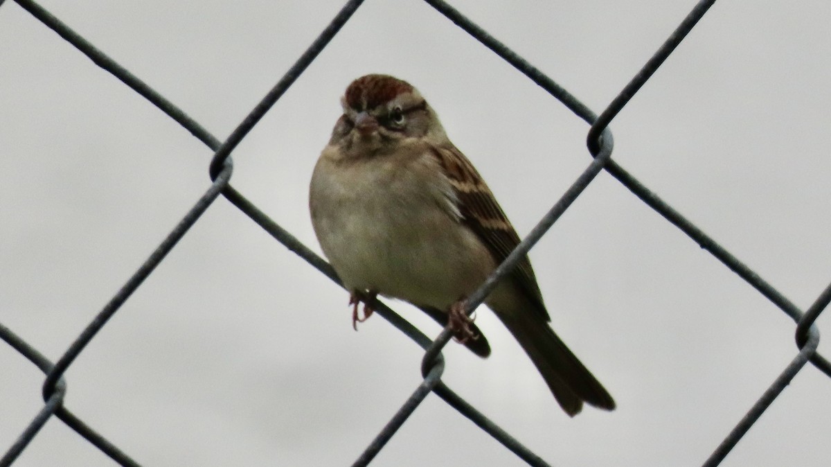 Chipping Sparrow - ML646193077