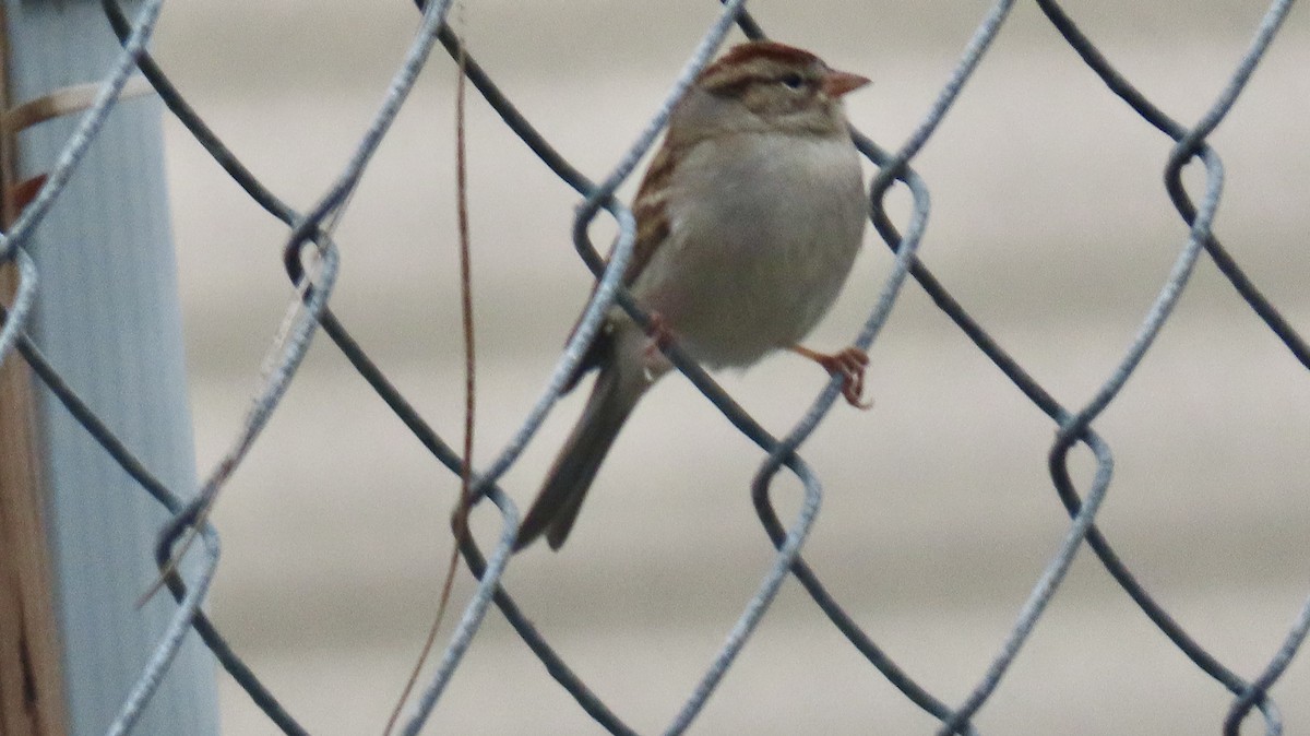 Chipping Sparrow - ML646193078
