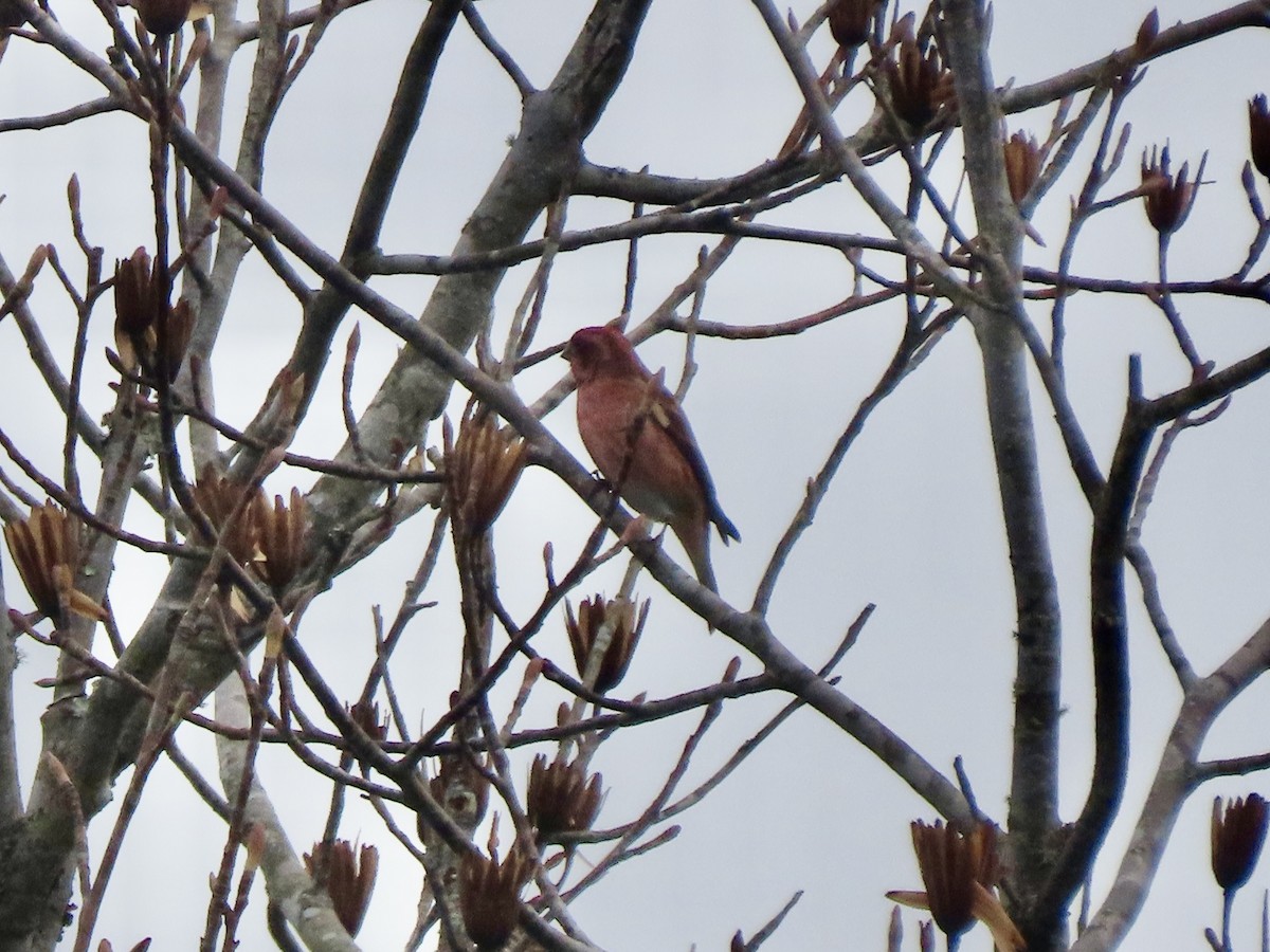 Purple Finch - ML646193088