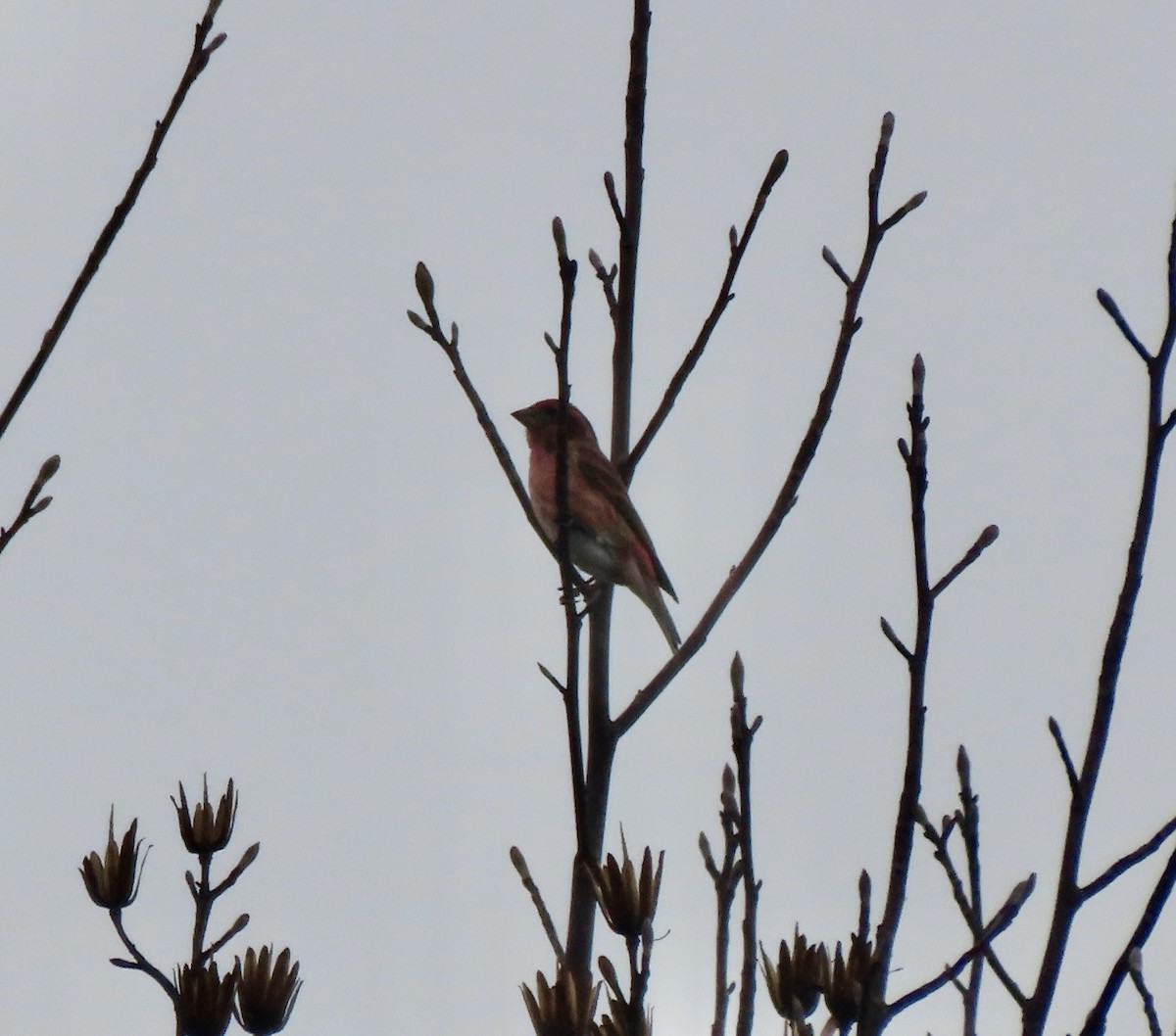 Purple Finch - ML646193089
