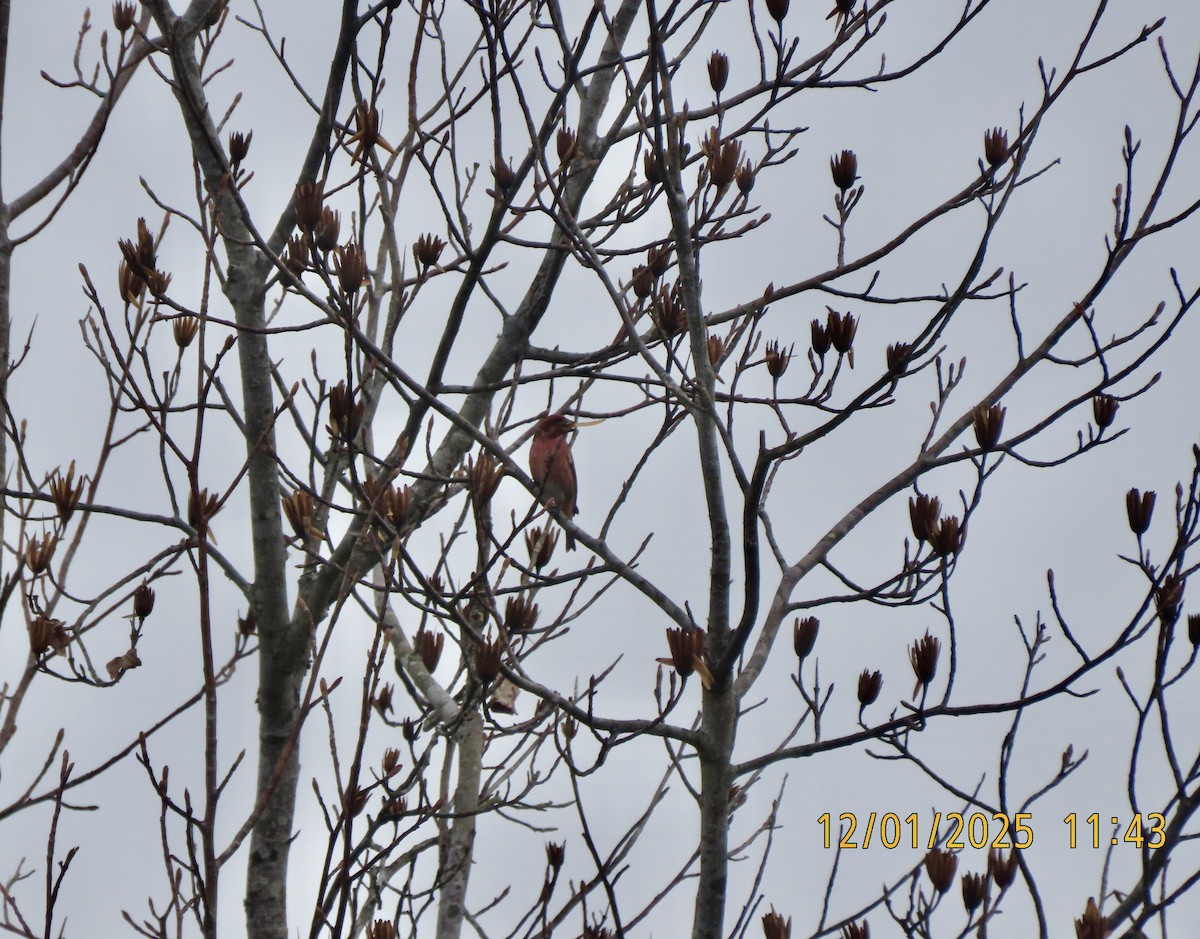 Purple Finch - ML646193091