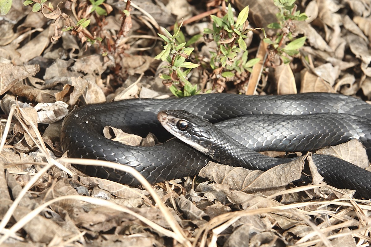 Southern Black Racer - ML646193097