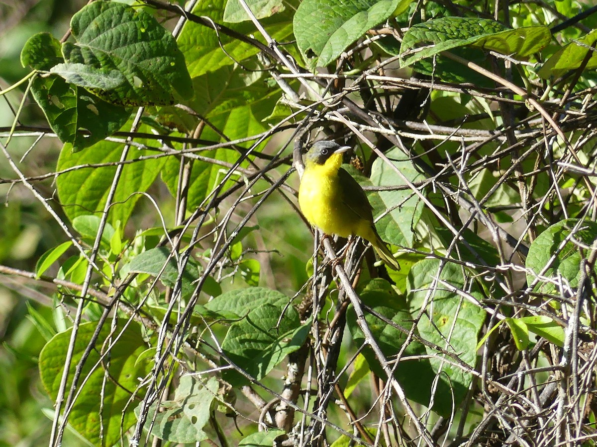 Southern Yellowthroat - ML646193107