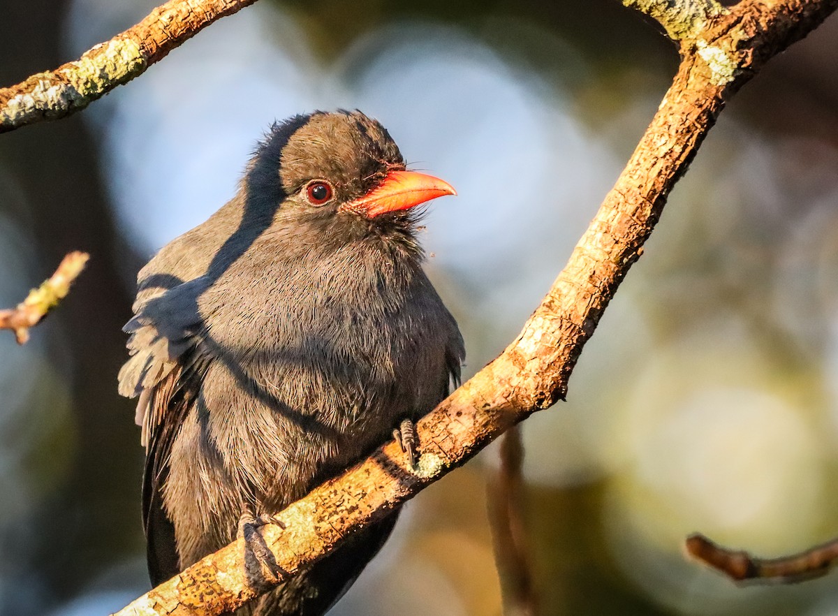Black-fronted Nunbird - ML646193110