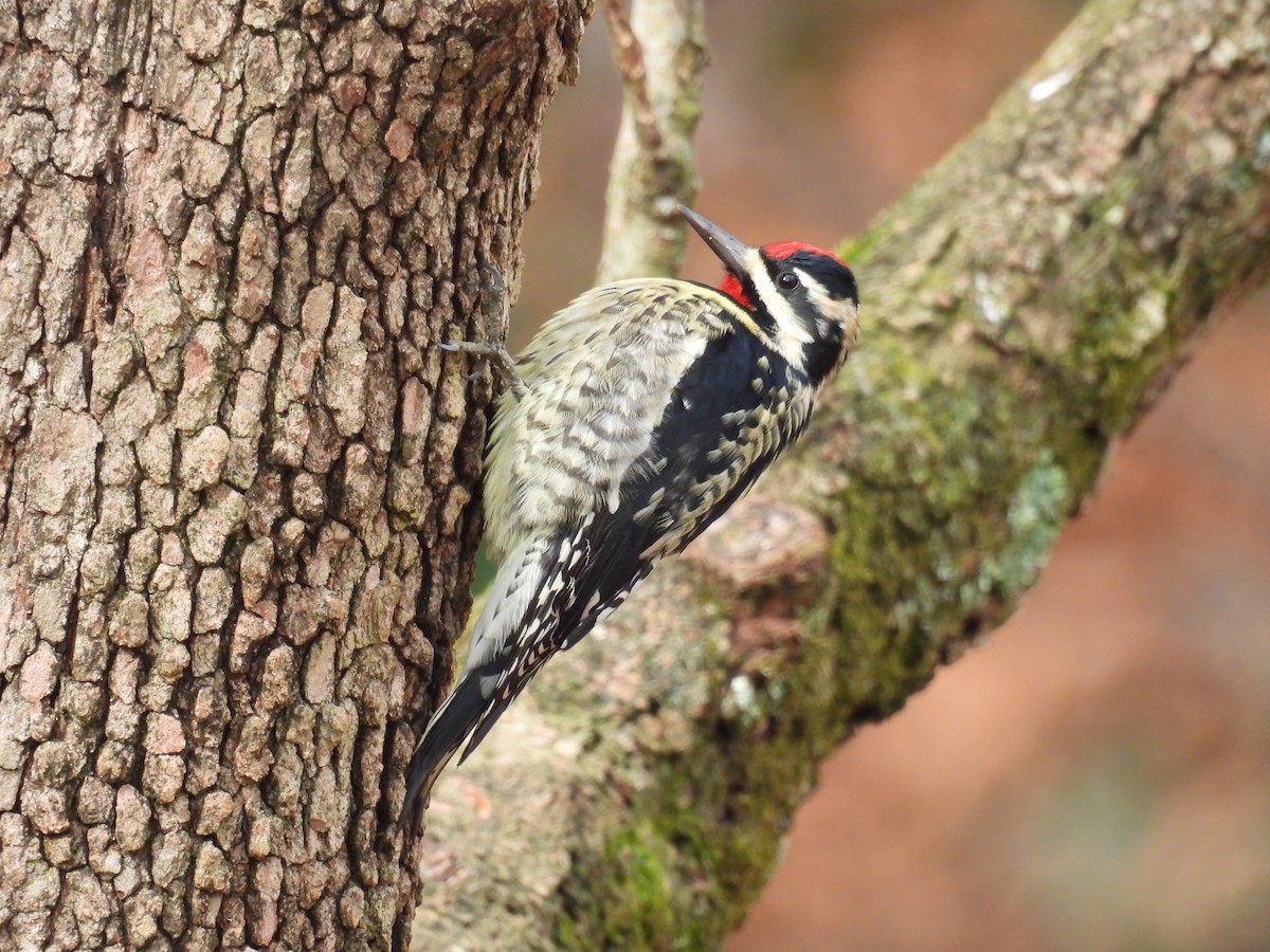 Yellow-bellied Sapsucker - ML646193112