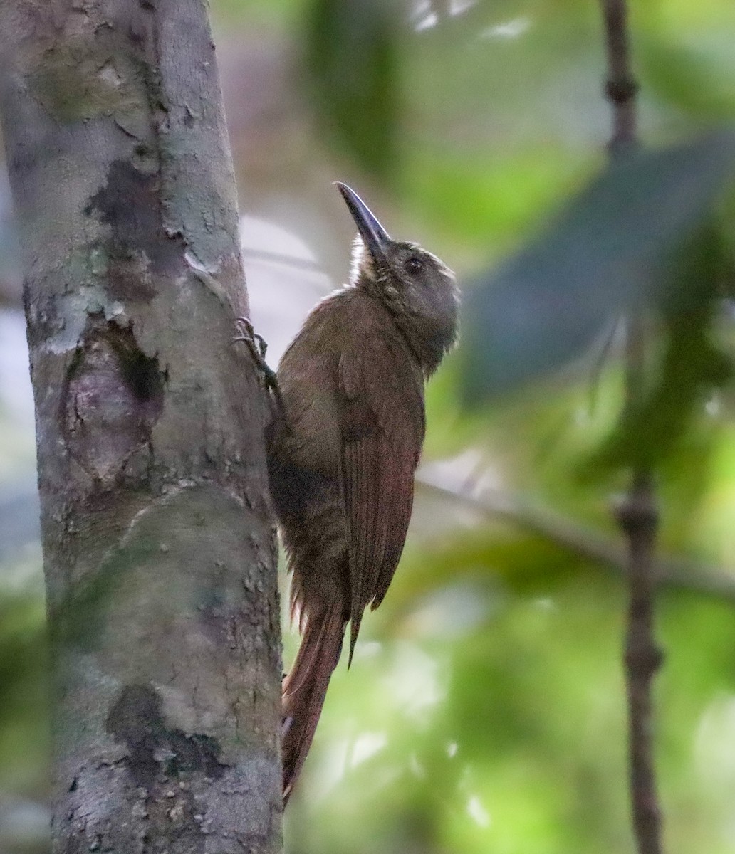 Plain-brown Woodcreeper - ML646193118