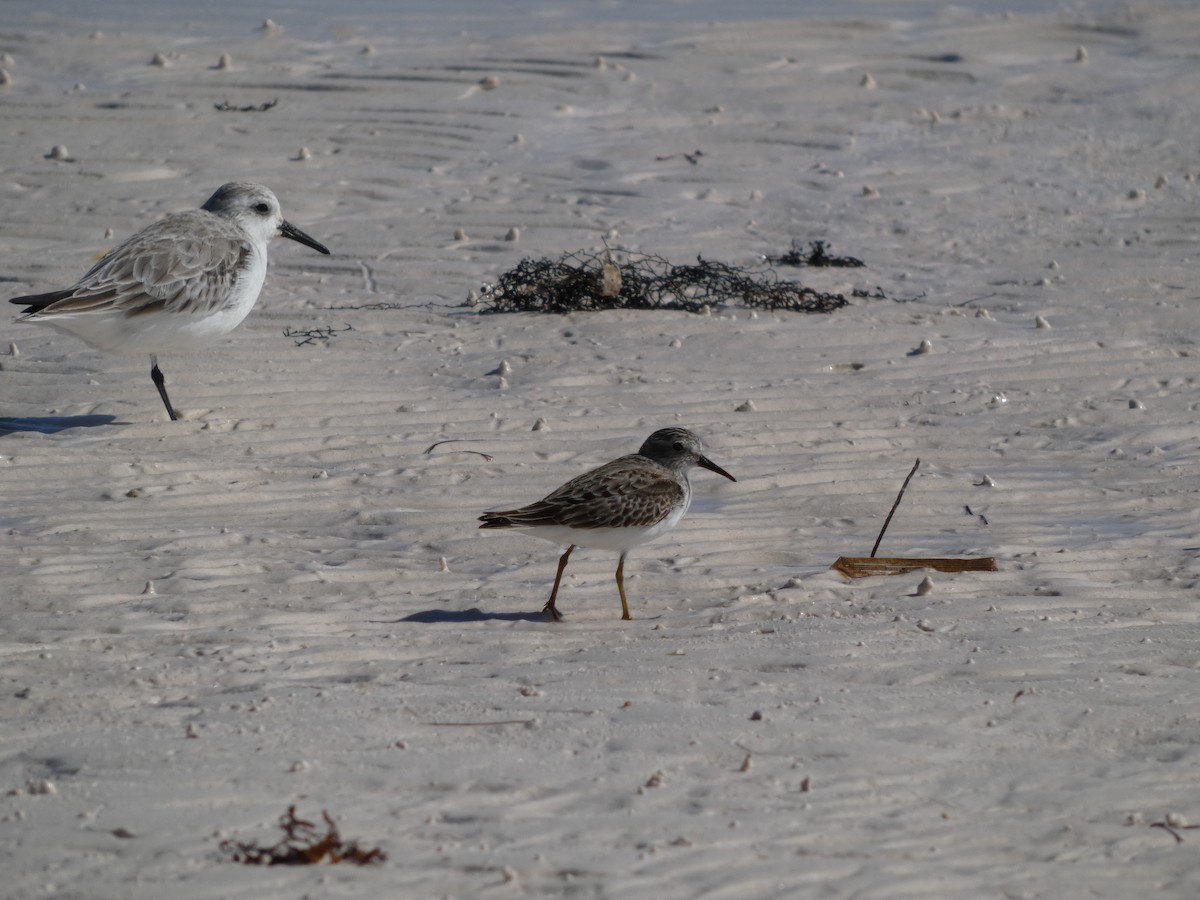 Least Sandpiper - ML646193119