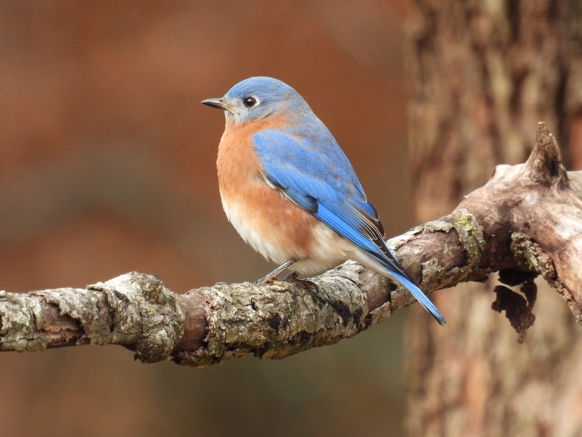 Eastern Bluebird - ML646193120