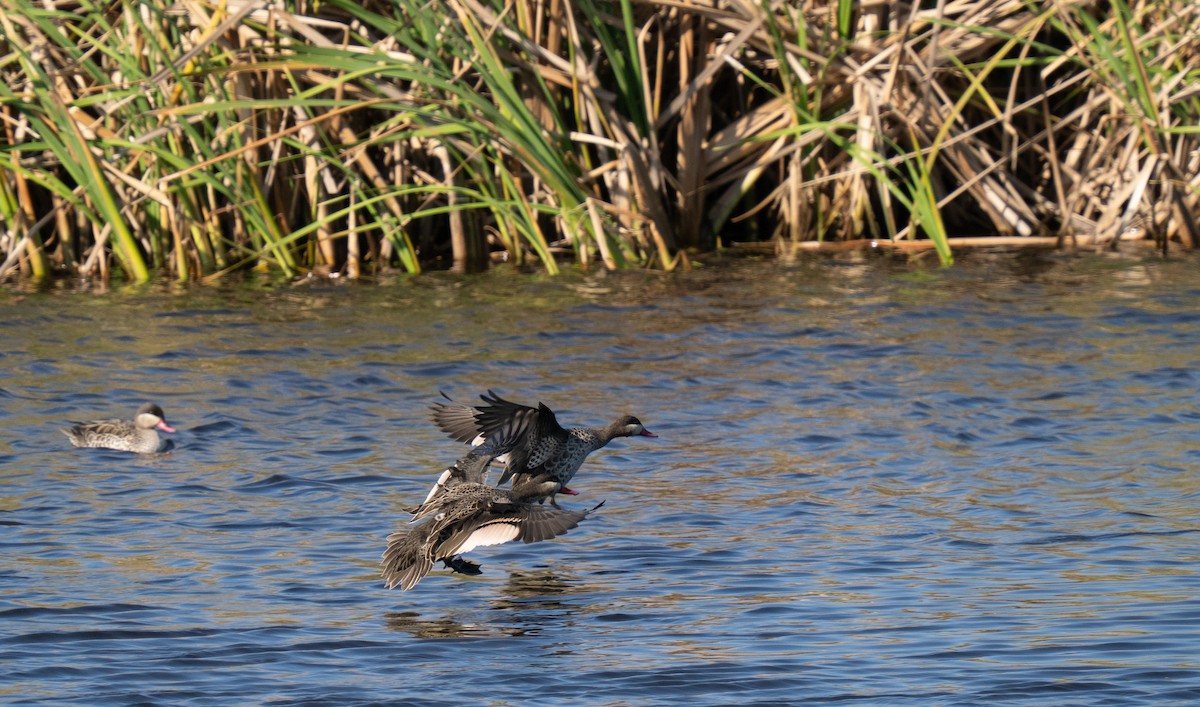 שרשיר אדום-מקור - ML646193121