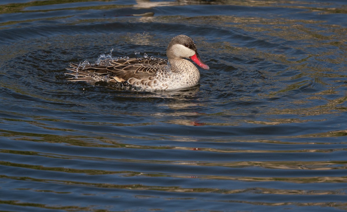 שרשיר אדום-מקור - ML646193122