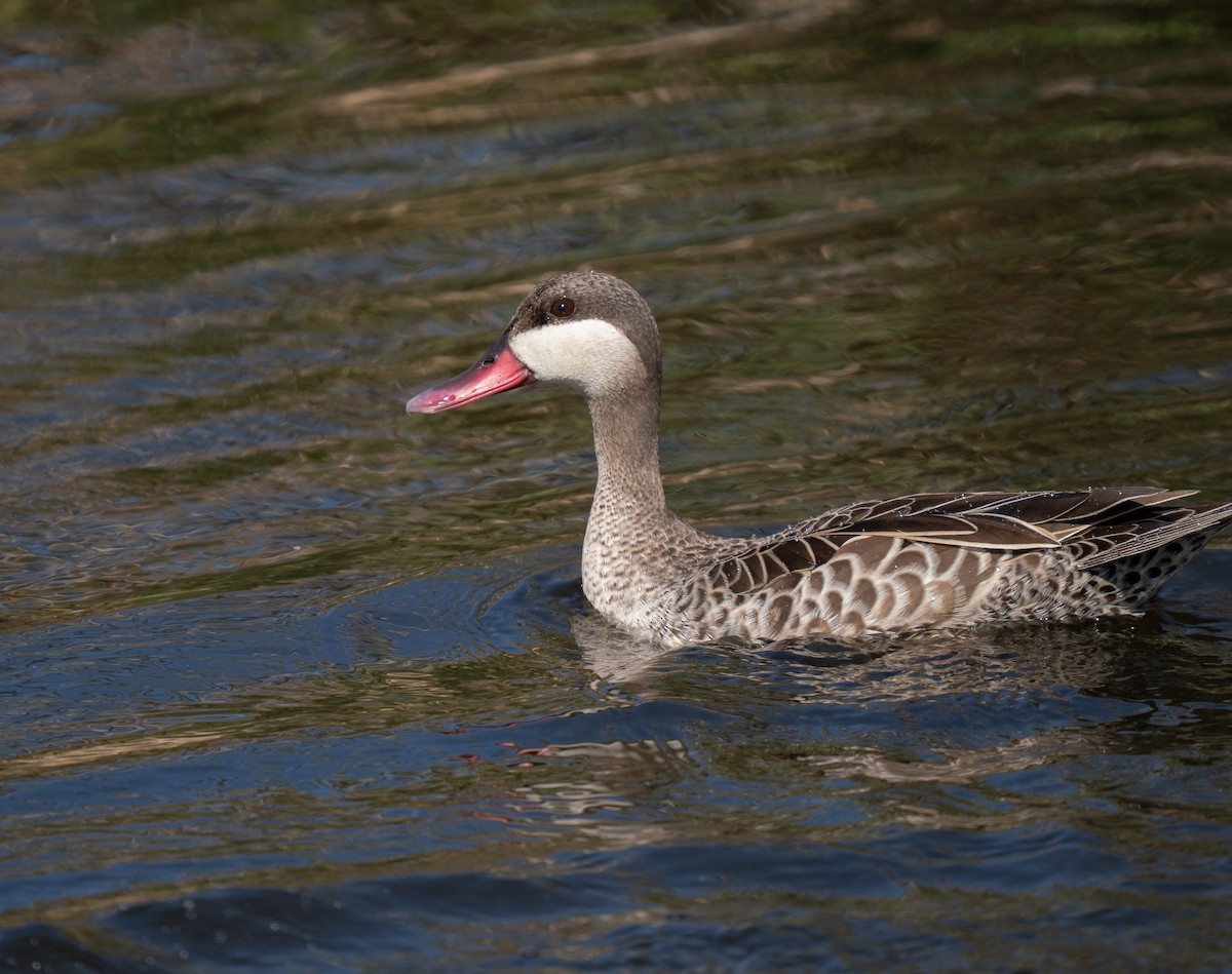 שרשיר אדום-מקור - ML646193123