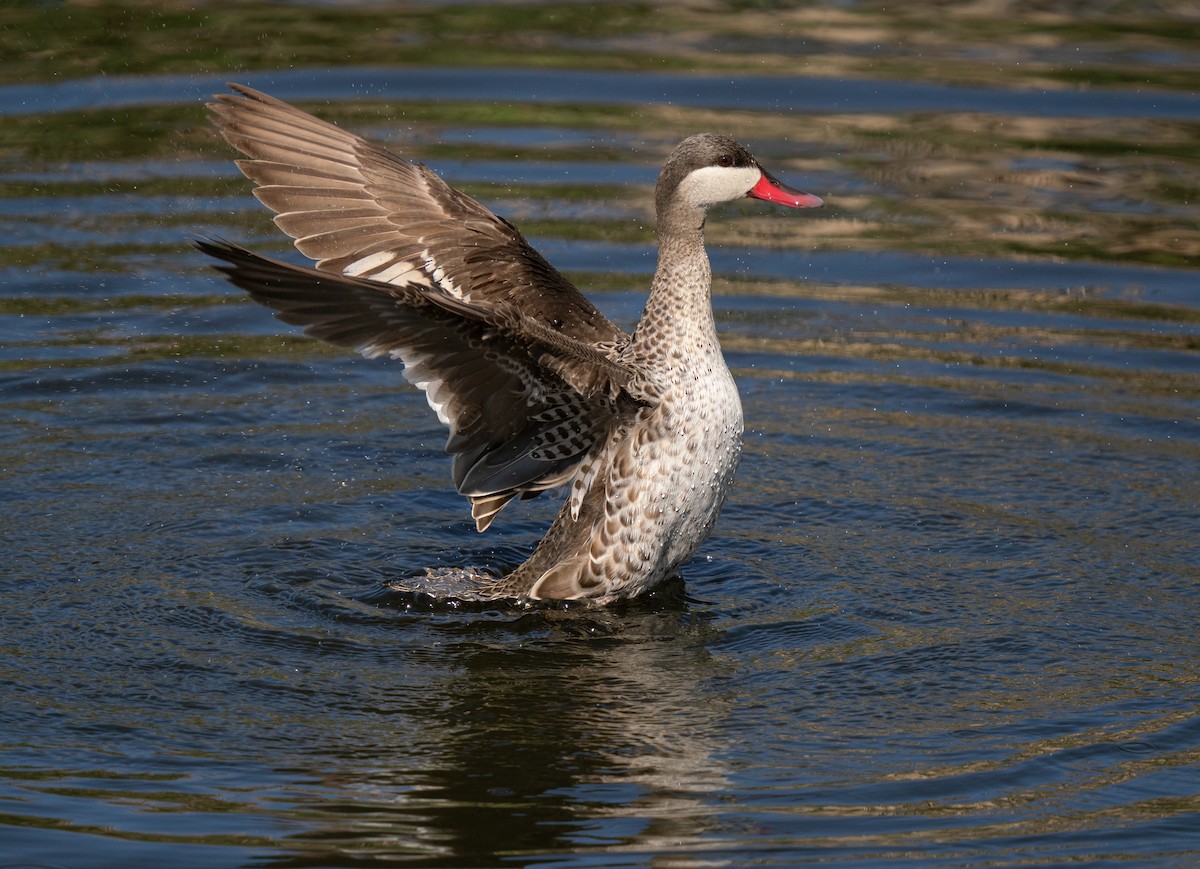 שרשיר אדום-מקור - ML646193124
