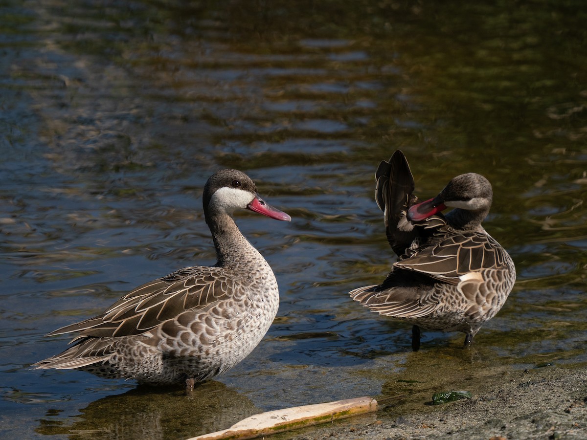 שרשיר אדום-מקור - ML646193125