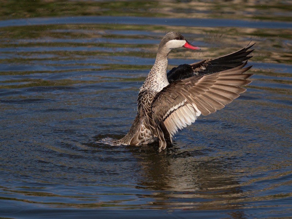 שרשיר אדום-מקור - ML646193126