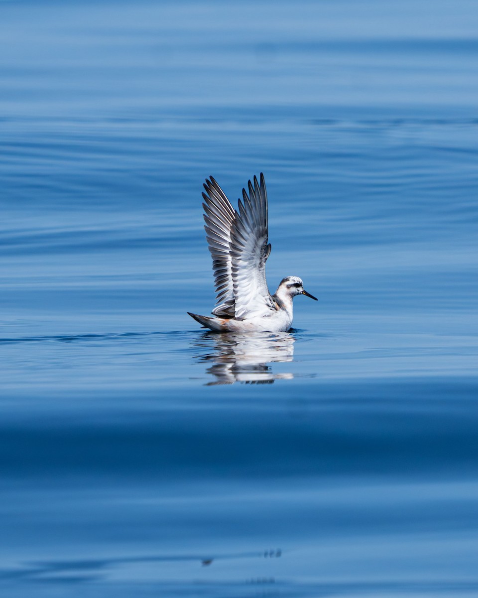 Red Phalarope - ML646193137